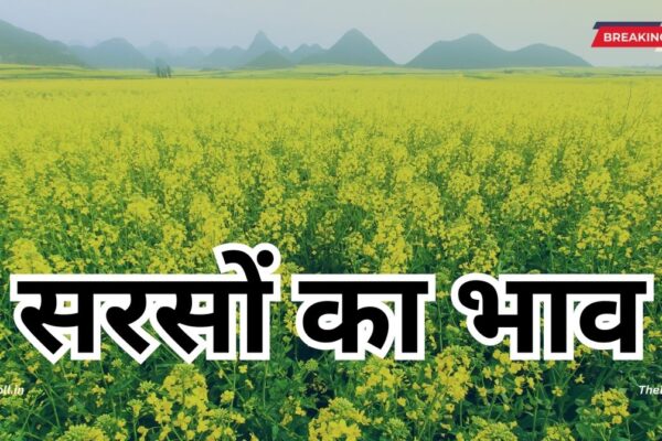 Today Rate: जानिए आज देश की मार्केट में सरसों का क्या है भाव