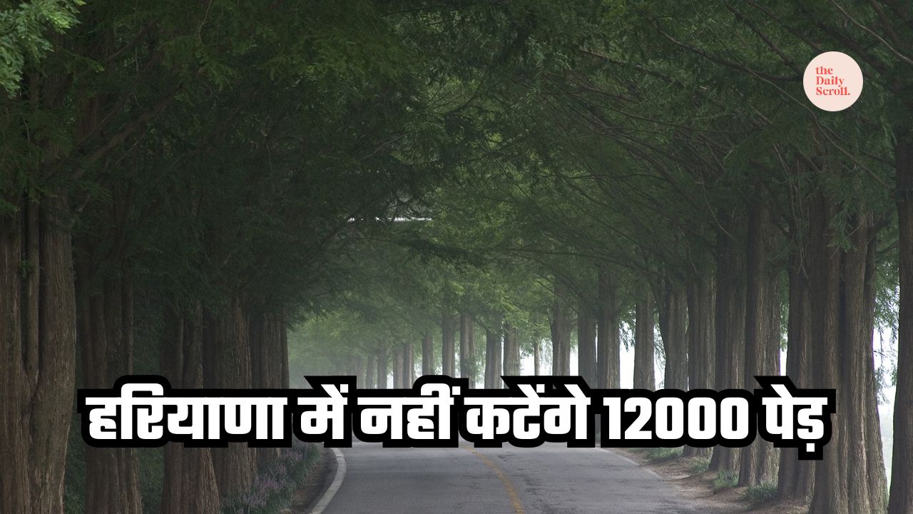 Punjab Haryana High Court stops tree cutting in Rohtak Sector 6 forest area